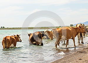 ..A herd of cows came to drink. Drought on pasture. A bull protects cows at a watering place