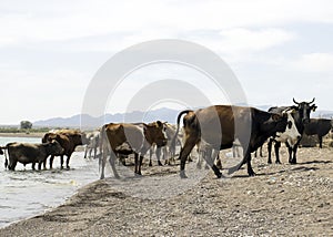 ..A herd of cows came to drink. Drought on pasture. A bull protects cows at a watering place