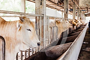 Herd of cows close-up on American Thai Brahman cows that close his eyes in cowshed on dairy farm. Agriculture Industry.