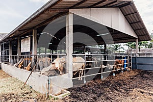 Herd of cows close-up on American Thai Brahman cows in cowshed on dairy farm. Agriculture Industry, Farming and Animal Husbandry.