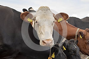 Herd of cows, close-up image of  head of one cow nosy looking up, red and black and white; in the middle of a group of cows