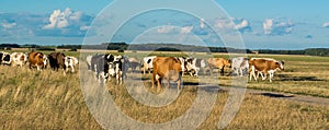 A herd of cows coming through the field with a lawn on which grazed,