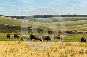 Herd of cows in countryside field