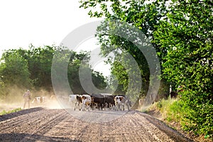 Herd of cows with cowherd on the country road. photo