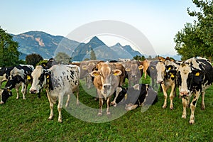 Herd of cows. Cows are grazing on a summer day on a meadow in Switzerland. Cows grazing on farmland. Cattle pasture in a