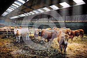 Herd of cows in cowshed photo
