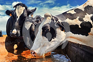 Herd of cows drinking water photo