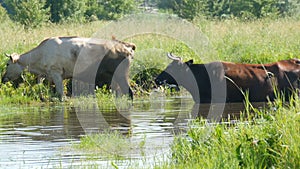 A herd of cows drinks water at a watering place in river and grazes in meadow in summer