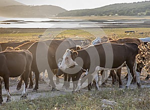 A herd of cows drives home from pasture