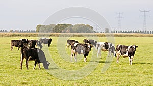 Herd of cows in a Dutch meadow