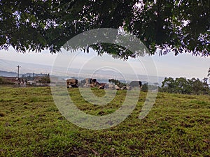 A Herd of Cows Eating Grass in the Mountains in the Afternoon