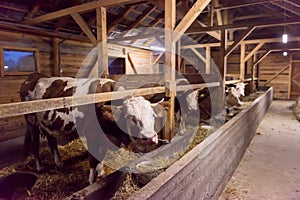 Herd of cows eating hay in cowshed on dairy farm