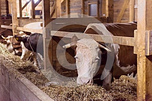 Herd of cows eating hay in cowshed on dairy farm