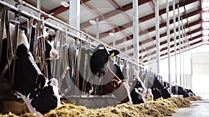 Herd of cows eating hay in cowshed on dairy farm