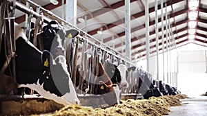 Herd of cows eating hay in cowshed on dairy farm