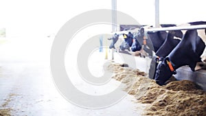 Herd of cows eating hay in cowshed on dairy farm