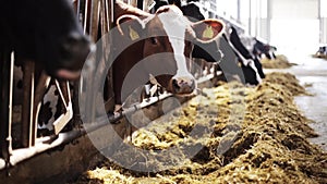 Herd of cows eating hay in cowshed on dairy farm