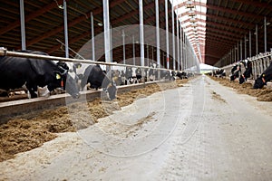 Herd of cows eating hay in cowshed on dairy farm