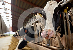 Herd of cows eating hay in cowshed on dairy farm
