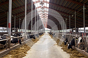 Herd of cows eating hay in cowshed on dairy farm