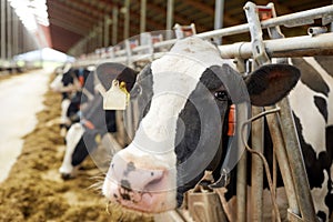 Herd of cows eating hay in cowshed on dairy farm