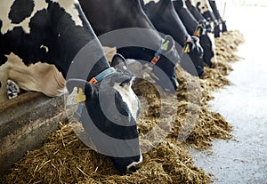 Herd of cows eating hay in cowshed on dairy farm