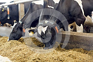 Herd of cows eating hay in cowshed on dairy farm