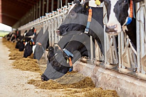 Herd of cows eating hay in cowshed on dairy farm