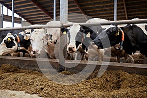 Herd of cows eating hay in cowshed on dairy farm