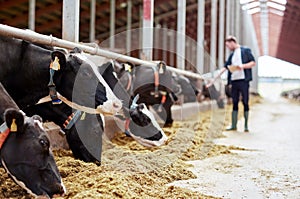 Herd of cows eating hay in cowshed on dairy farm photo