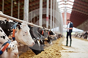 Herd of cows eating hay in cowshed on dairy farm photo