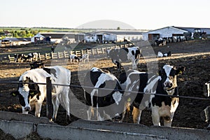 Herd of cows eating hay in cowshed on outdoor dairy farm. Agriculture industry, farming and animal husbandry concept.