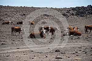 Herd of cows in empty arid desert starving without food and water.