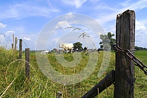 Herd of cows enclosed in a field in Holland