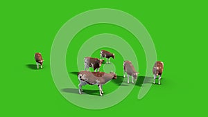 Herd of Cows Farm Animals Top Green Screen 3D Rendering Animation