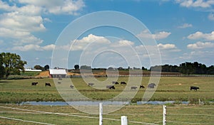 Herd of cows on farm in Lancaster, PA