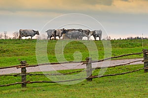 Herd of cows in a farmland at sunset, cattle-breeding