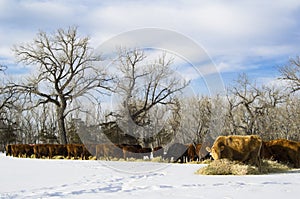 Herd of cows feed on hay during winter