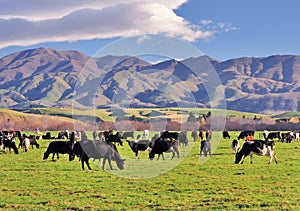 Herd of Cows in a Field