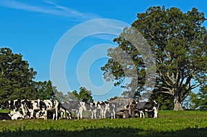 Herd of Cows in in Field