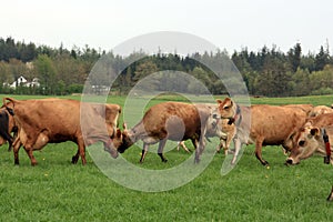 Herd of cows on field