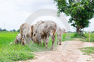 Herd cows in the field stall , watch ahead of cows , the white c