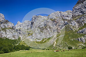 Herd of cows at the foothills of the Picos de Europa