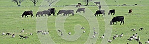 Herd of Cows and Gaggle of Canadian Geese Branta canadensis grazing and pecking together in harmony in a rural farm in Bluffdale