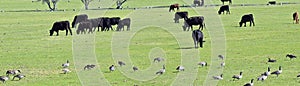 Herd of Cows and Gaggle of Canadian Geese Branta canadensis grazing and pecking together in harmony in a rural farm in Bluffdale