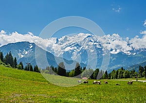 Herd cows on glade and Mont Blanc mountain massif