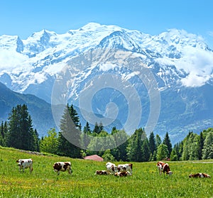 Herd cows on glade and Mont Blanc mountain massif view