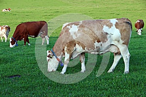 A herd of cows with GPS transmitters