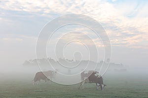 A herd of cows graze on a cold and foggy grassland