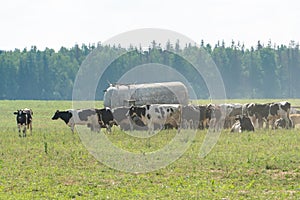 A herd of cows graze in an ecologically clean place near the forest. Cows during the drinking water. cattle breeding and